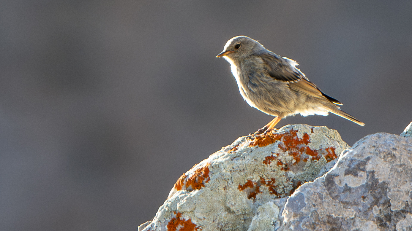 Alpine Accentor — Ana fotoğraf